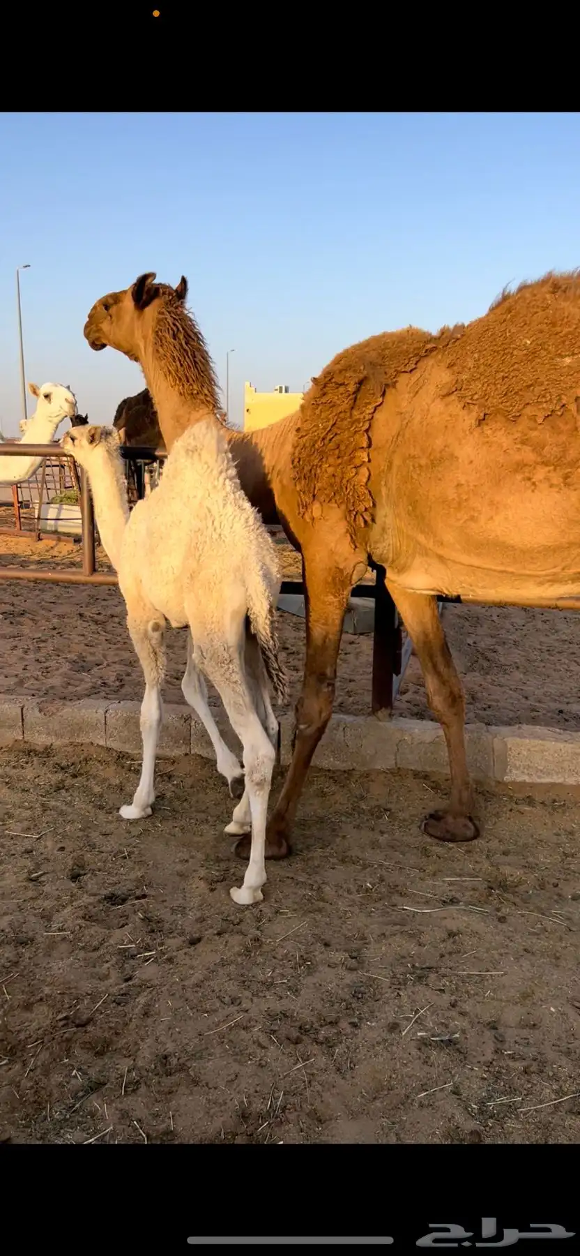 خلفه شعلا منيحه وهديه 0