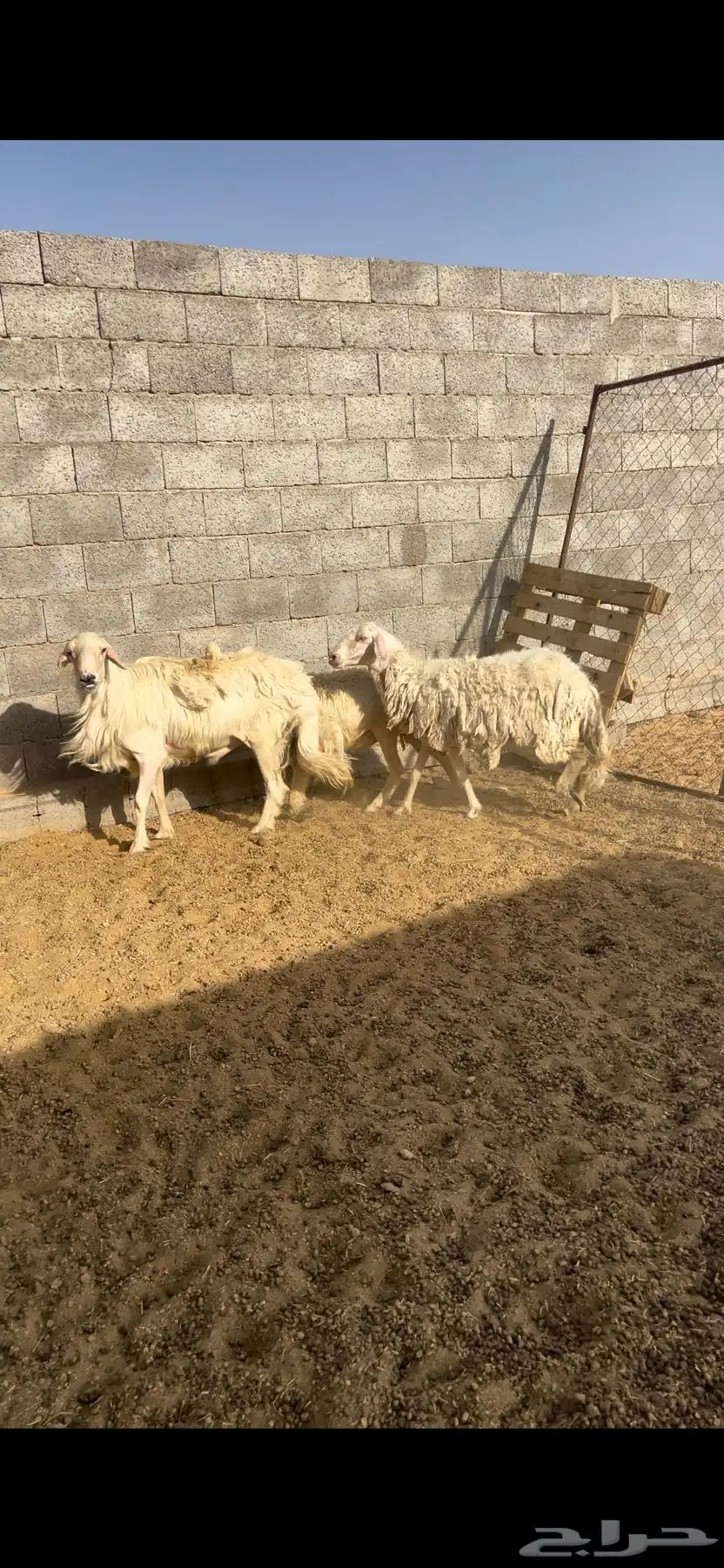 خروف فحل اصفر وضان صفر 1