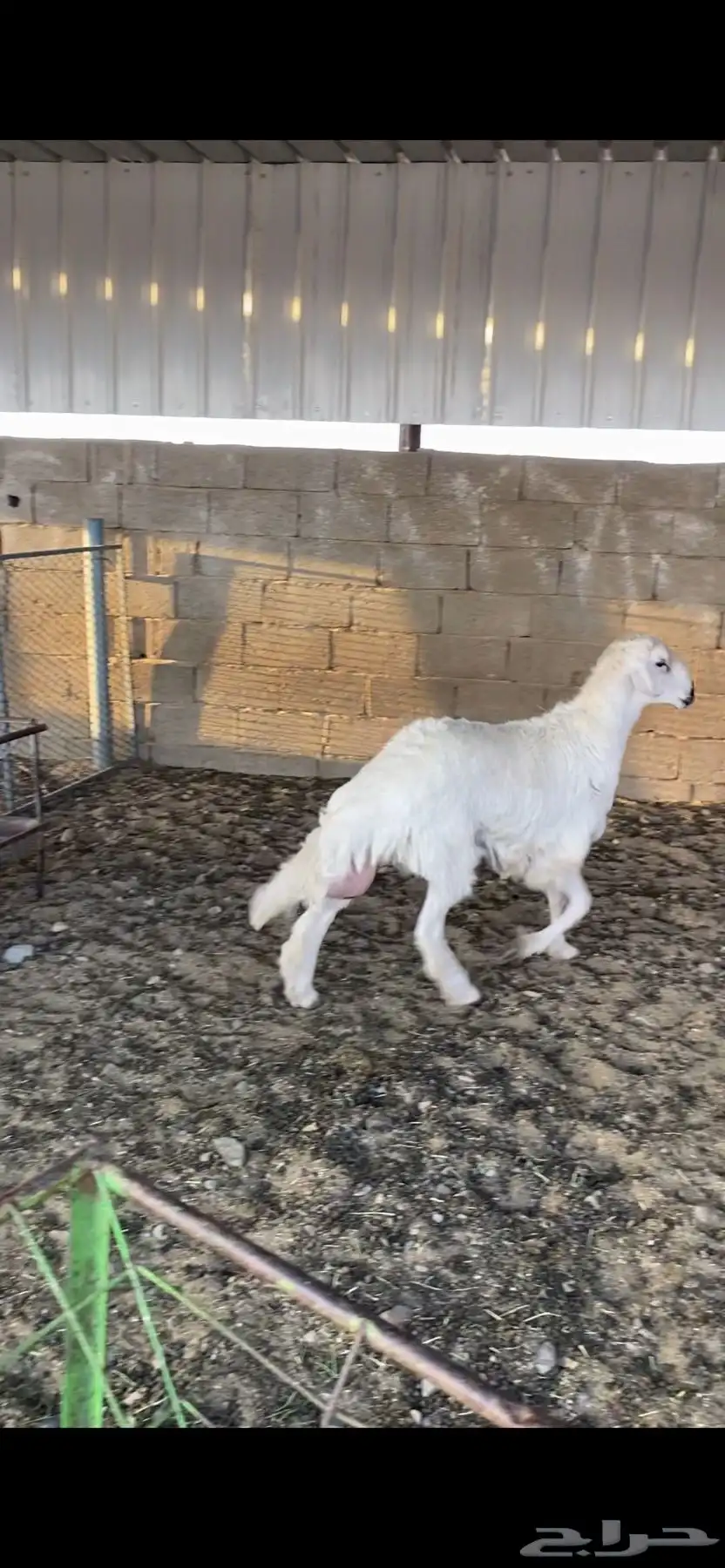 خروف جبر 3