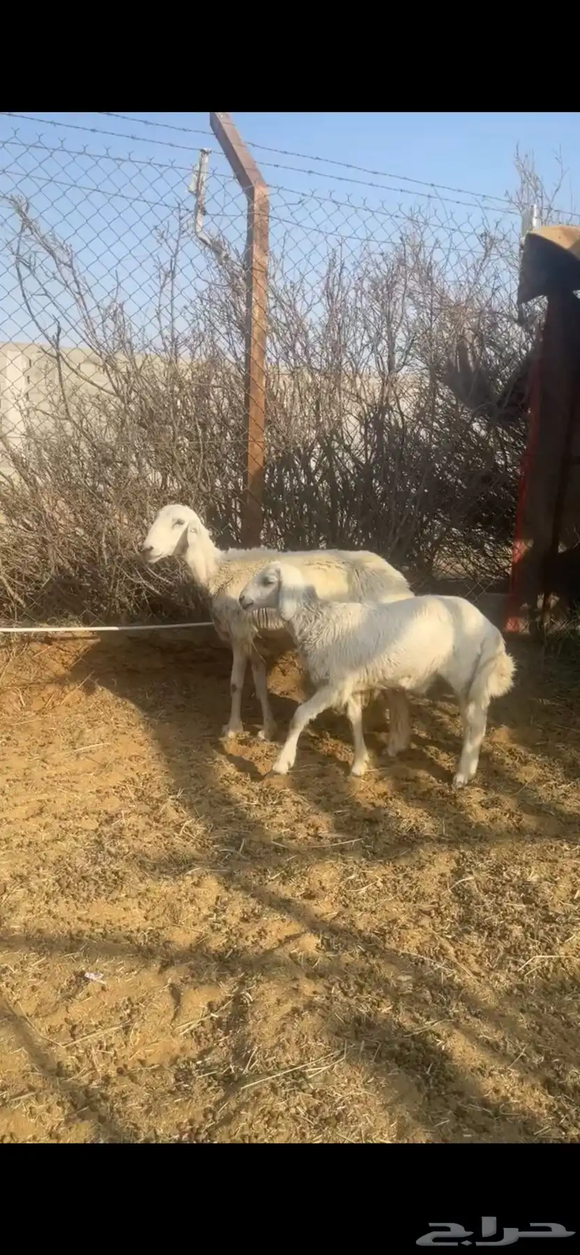 ثنيه تحتها خروف ذبيحه 1