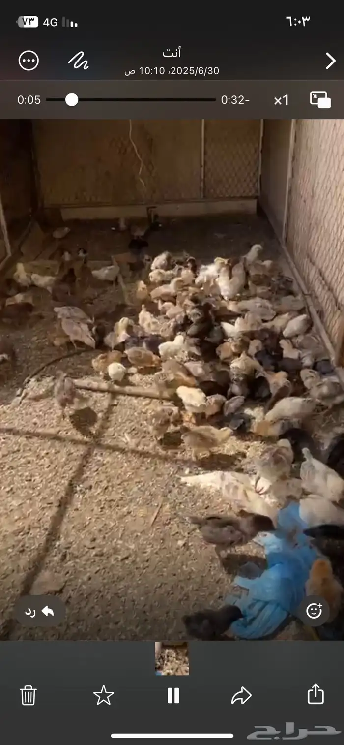 صيصان نضيفه شرط البيع مستعجل مستعجل مستعجل 0