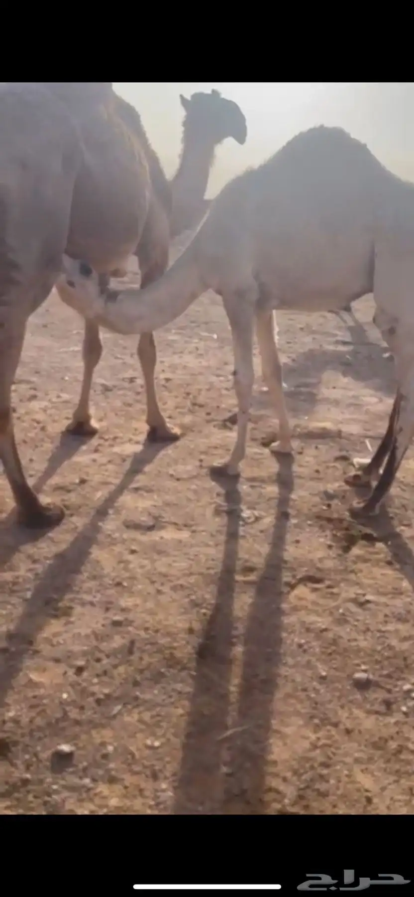 حشو قصب قعدان 0