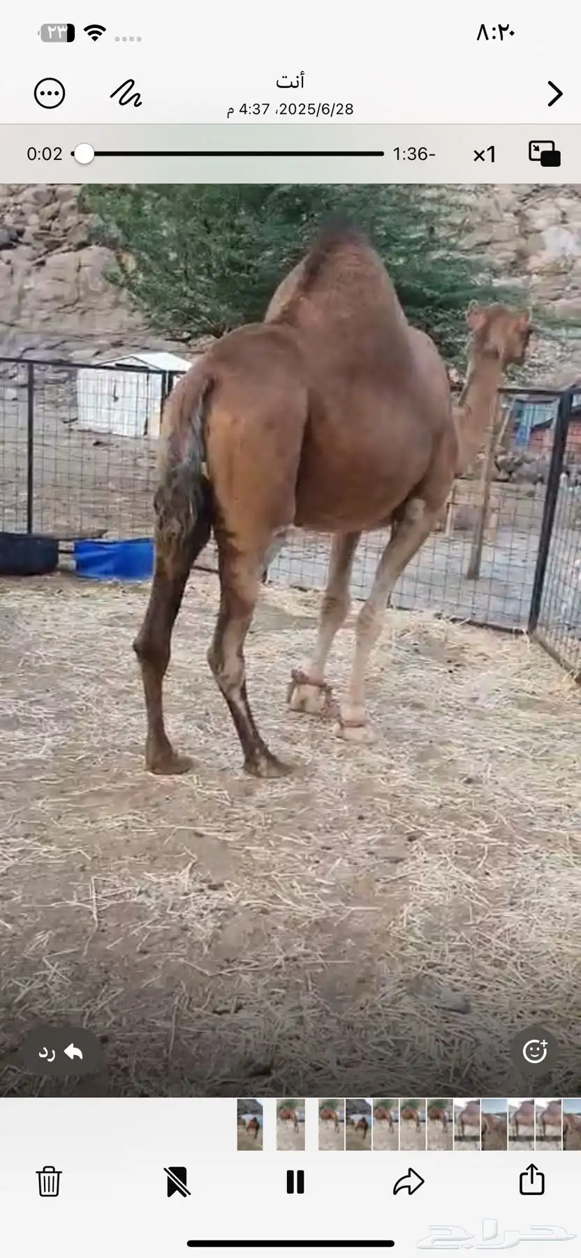 نياق ثلاث لقح 0