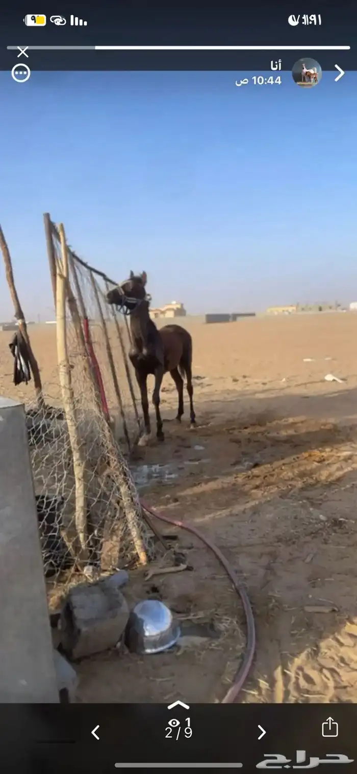 المهر حار جدا جدا 2