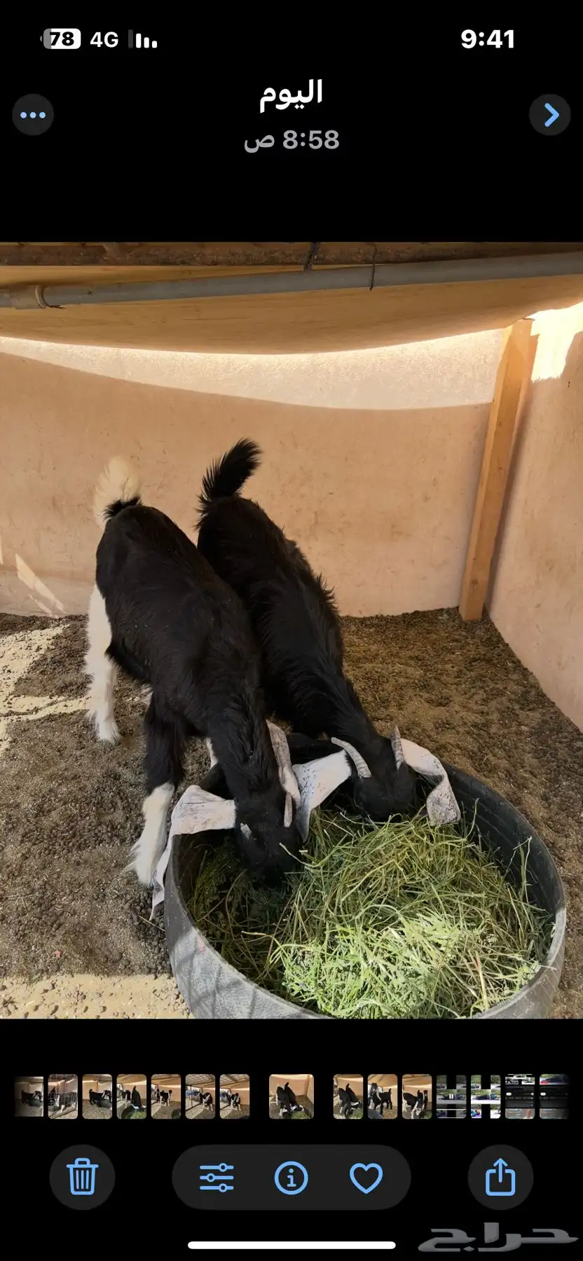 جفار طيبه للبيع 0
