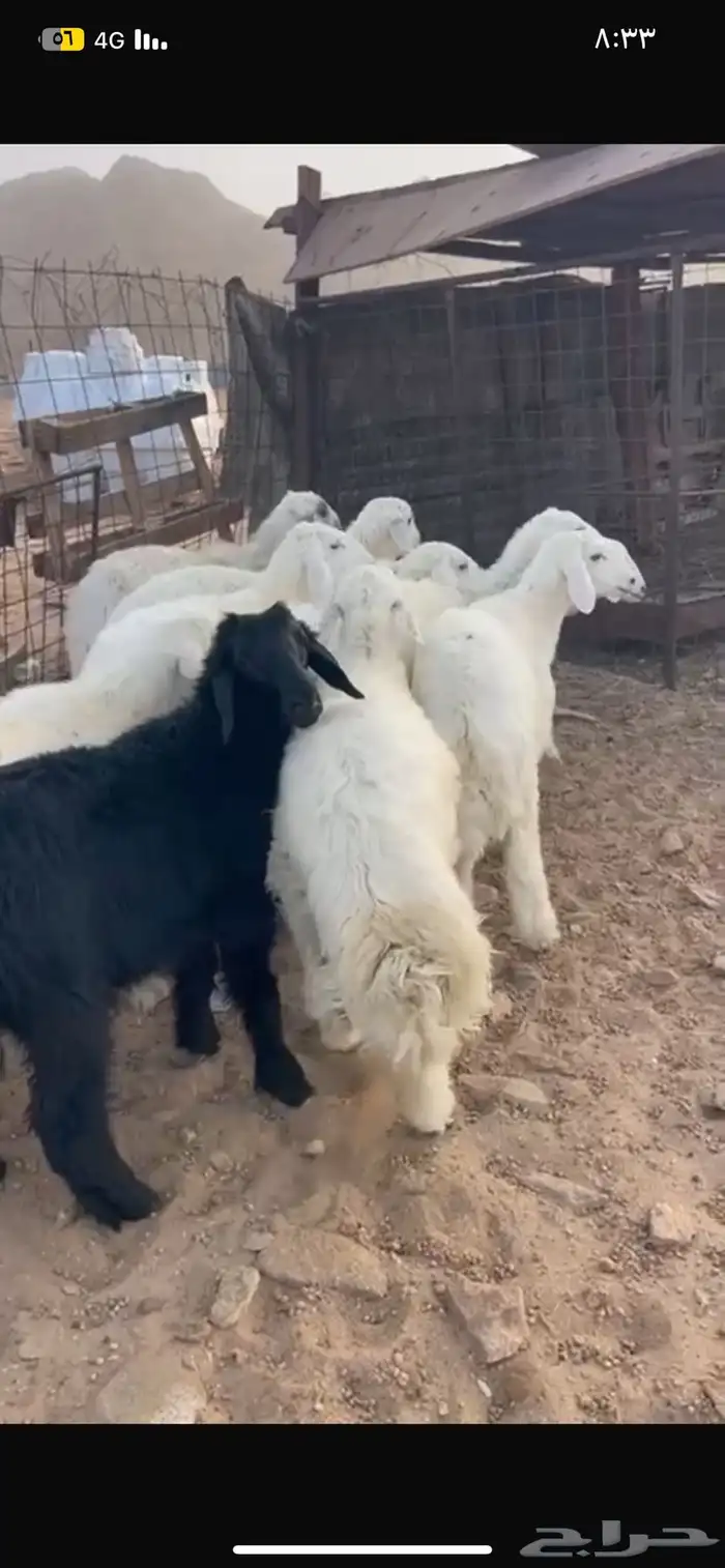 طليان 6 مقفله 1
