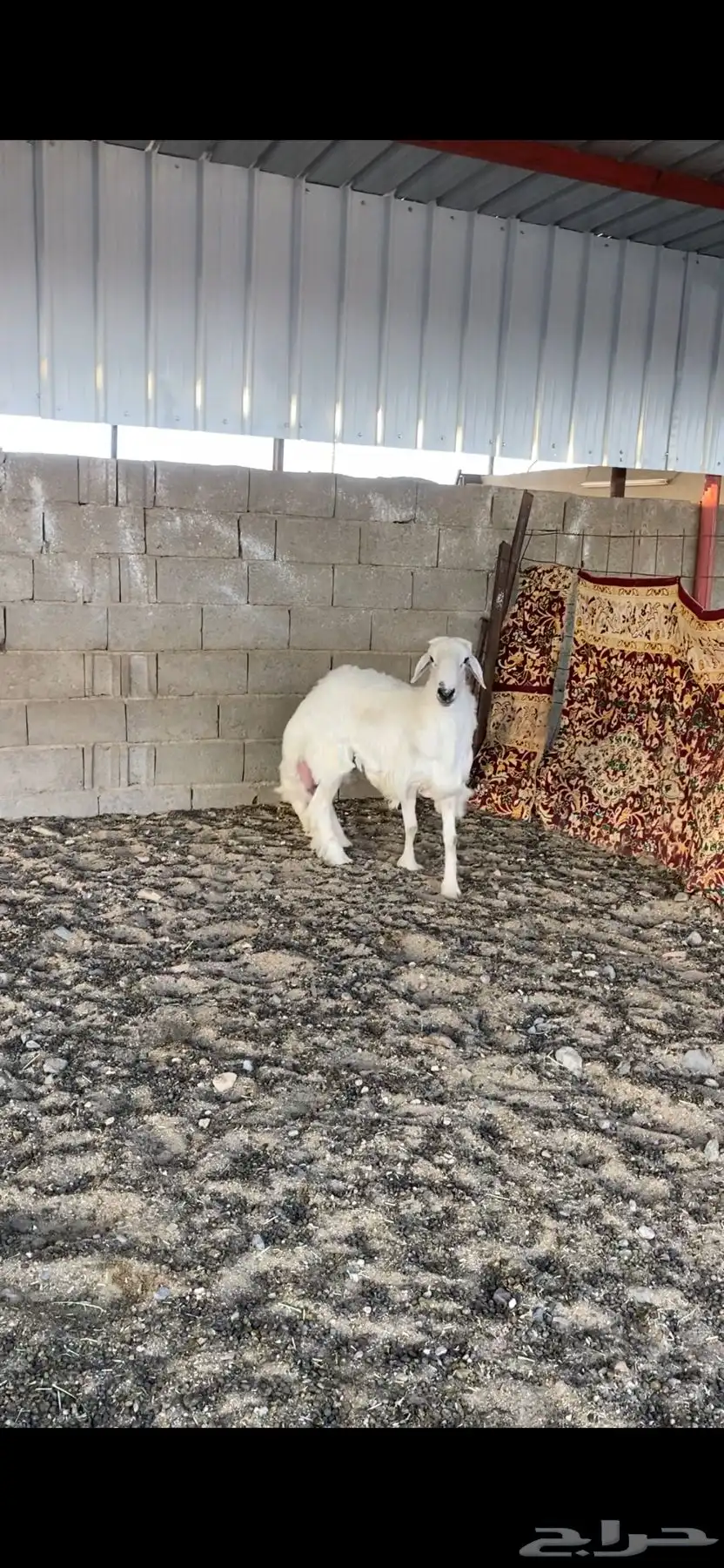 خروف جبر 1