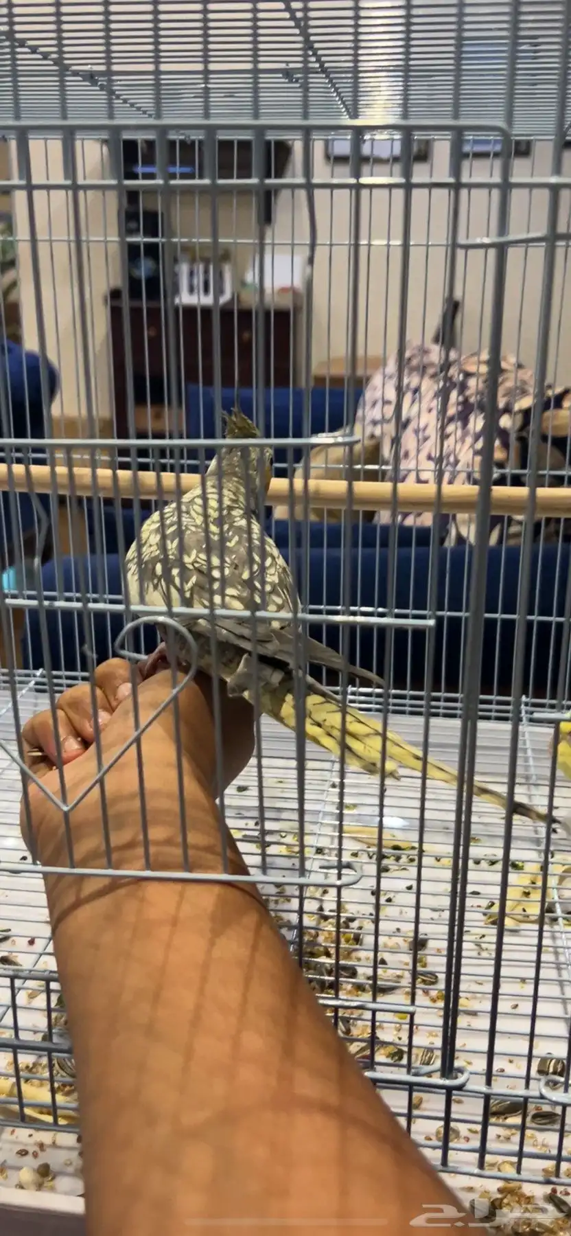 جوز ببغاء كروان منتجين ( ذكر وأنثى ) مع قفصهم وأكلهم 1