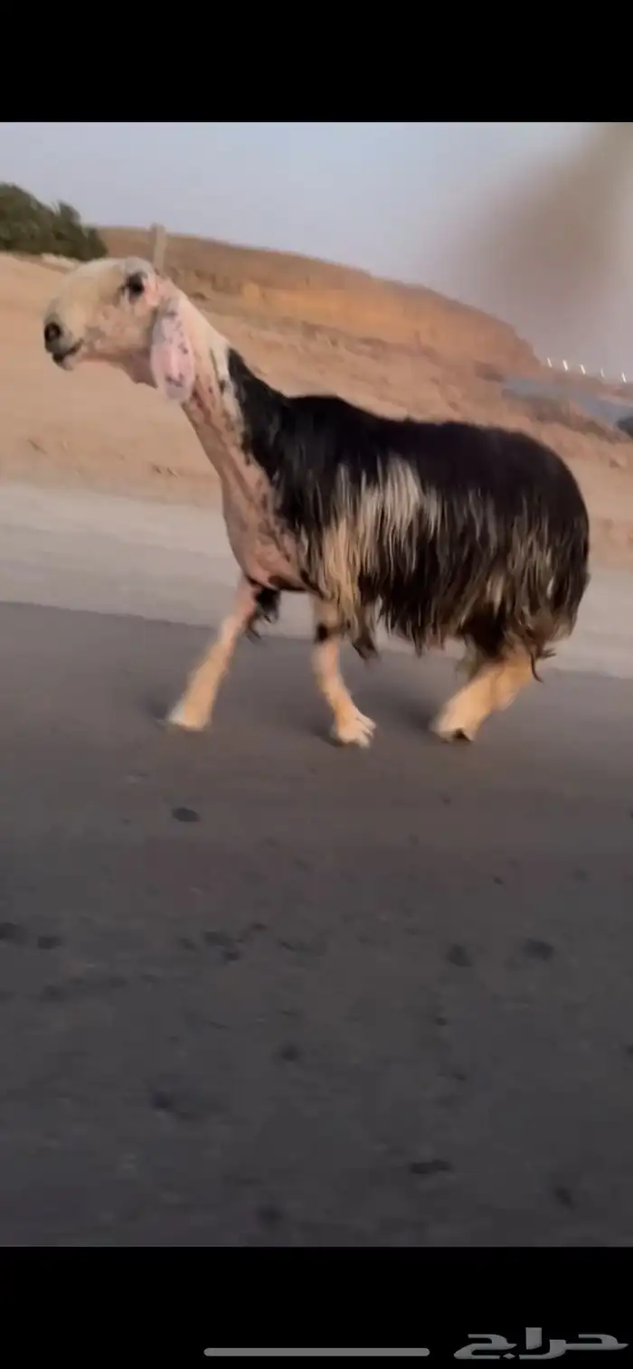 تم البيع 2