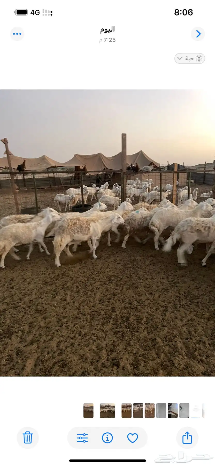جده شرق بريمان 1