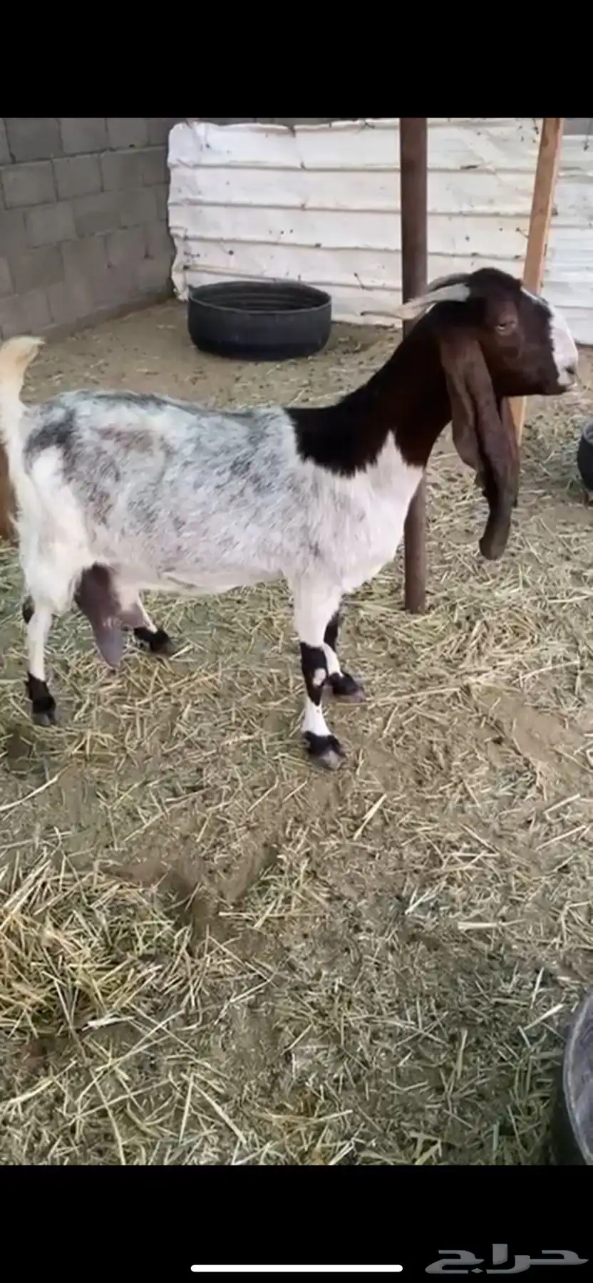 عنز رغوث 1