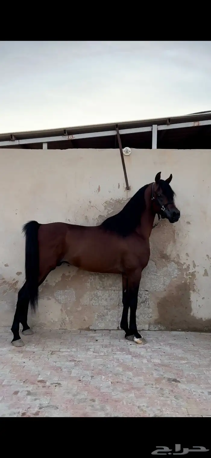 فحل مصري منتج و متاح للتشبيه لوجه الله 2