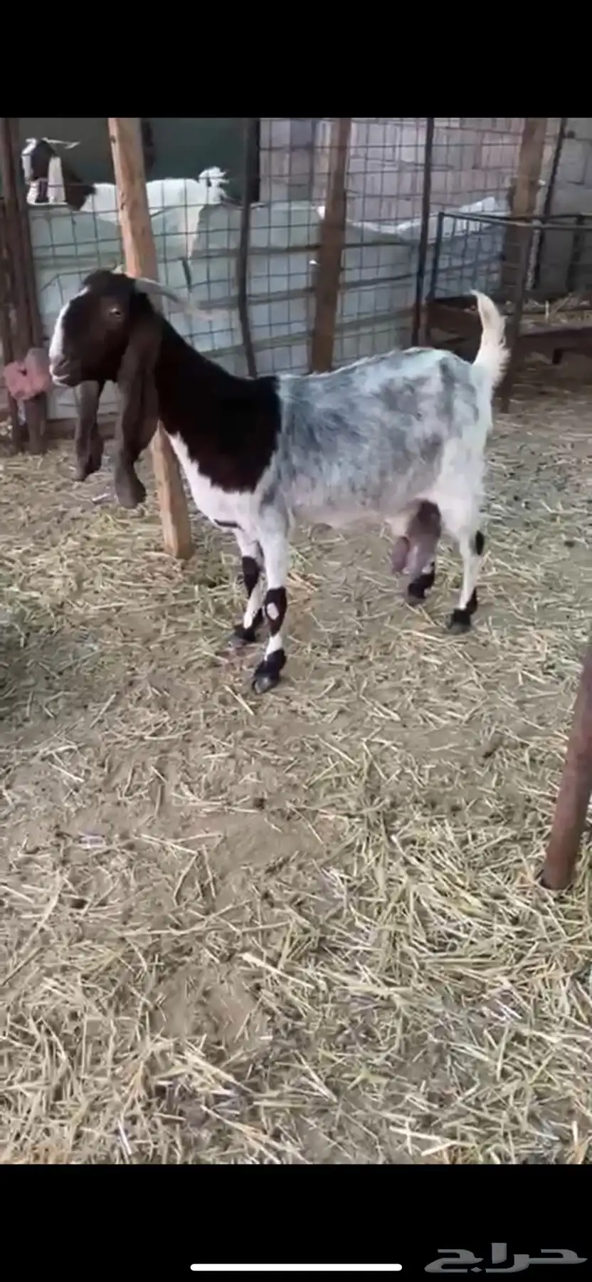 عنز رغوث 0