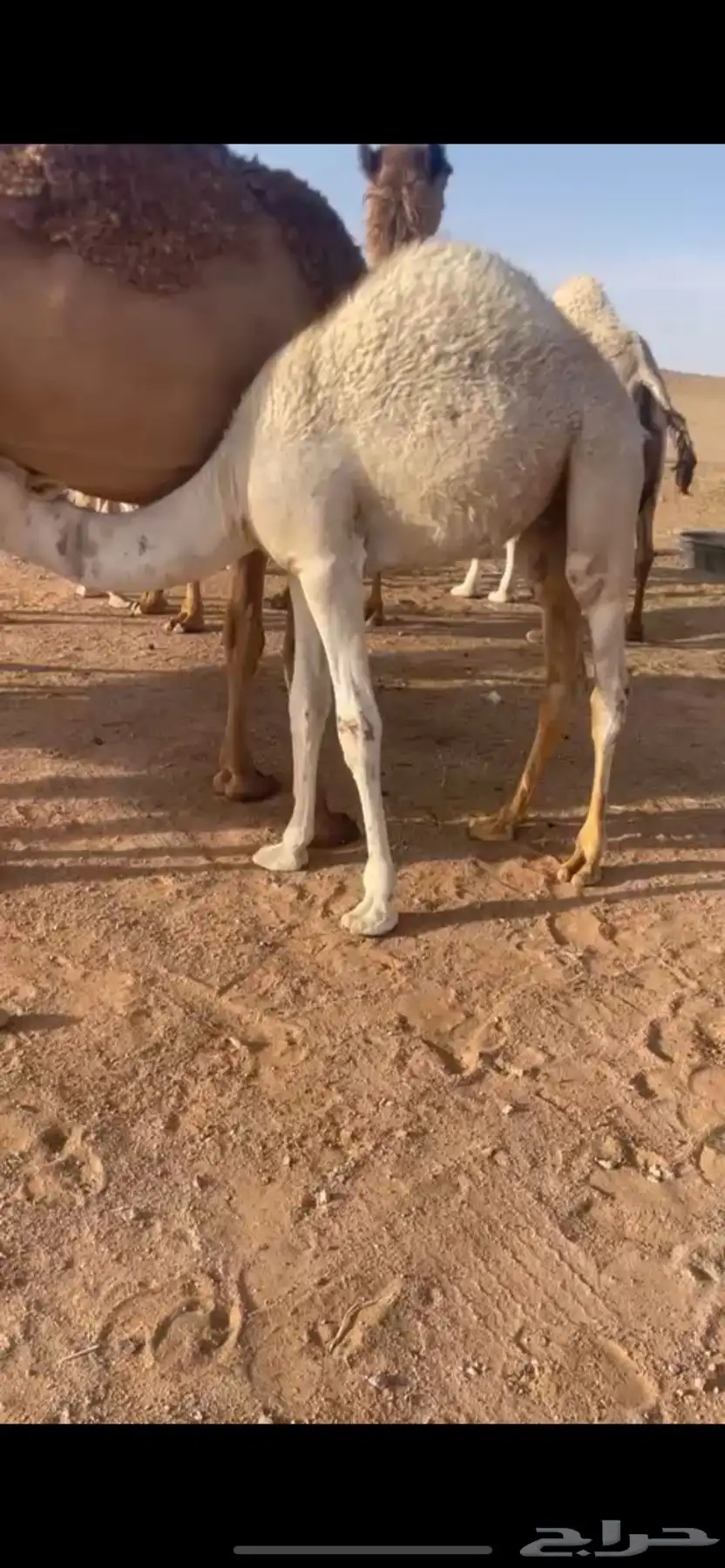 حشو قصب قعدان 1