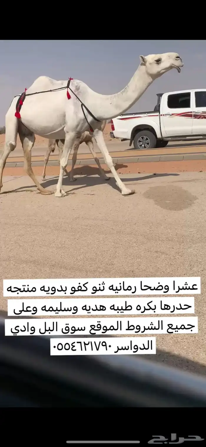 عشرا وضحا كفو معها بكره طيبه 0