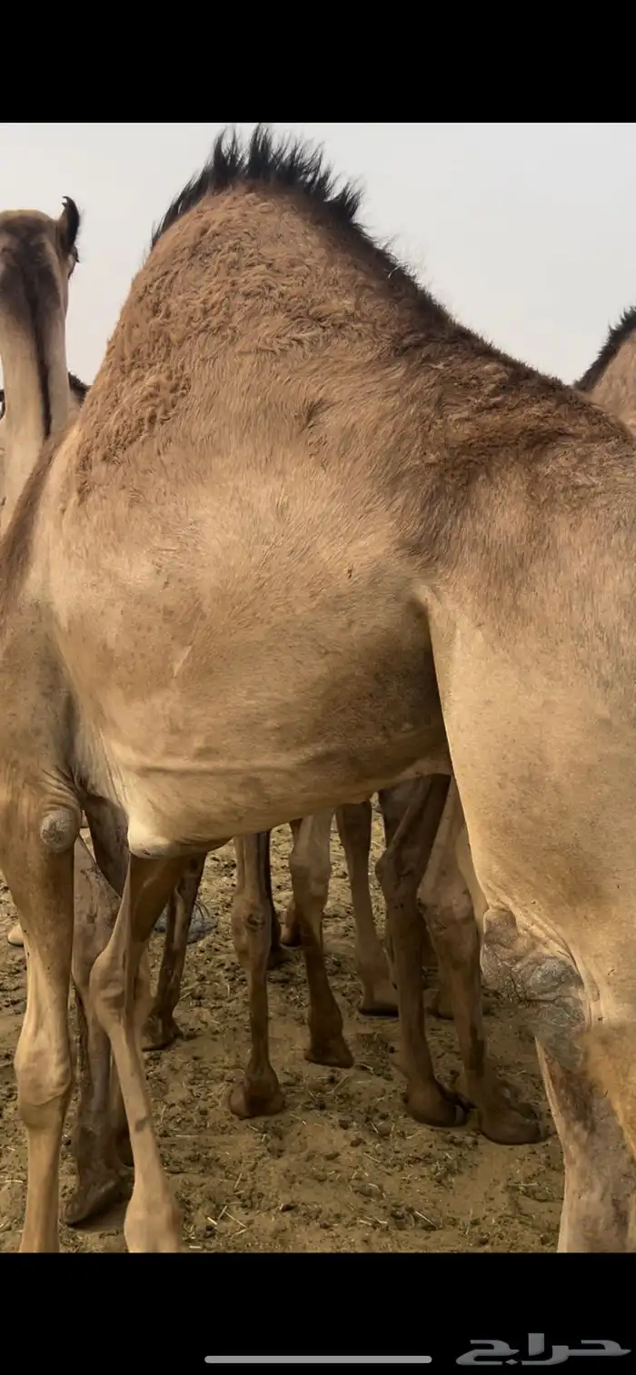 قعود قعدان زواجات ومبادي للبيع 3