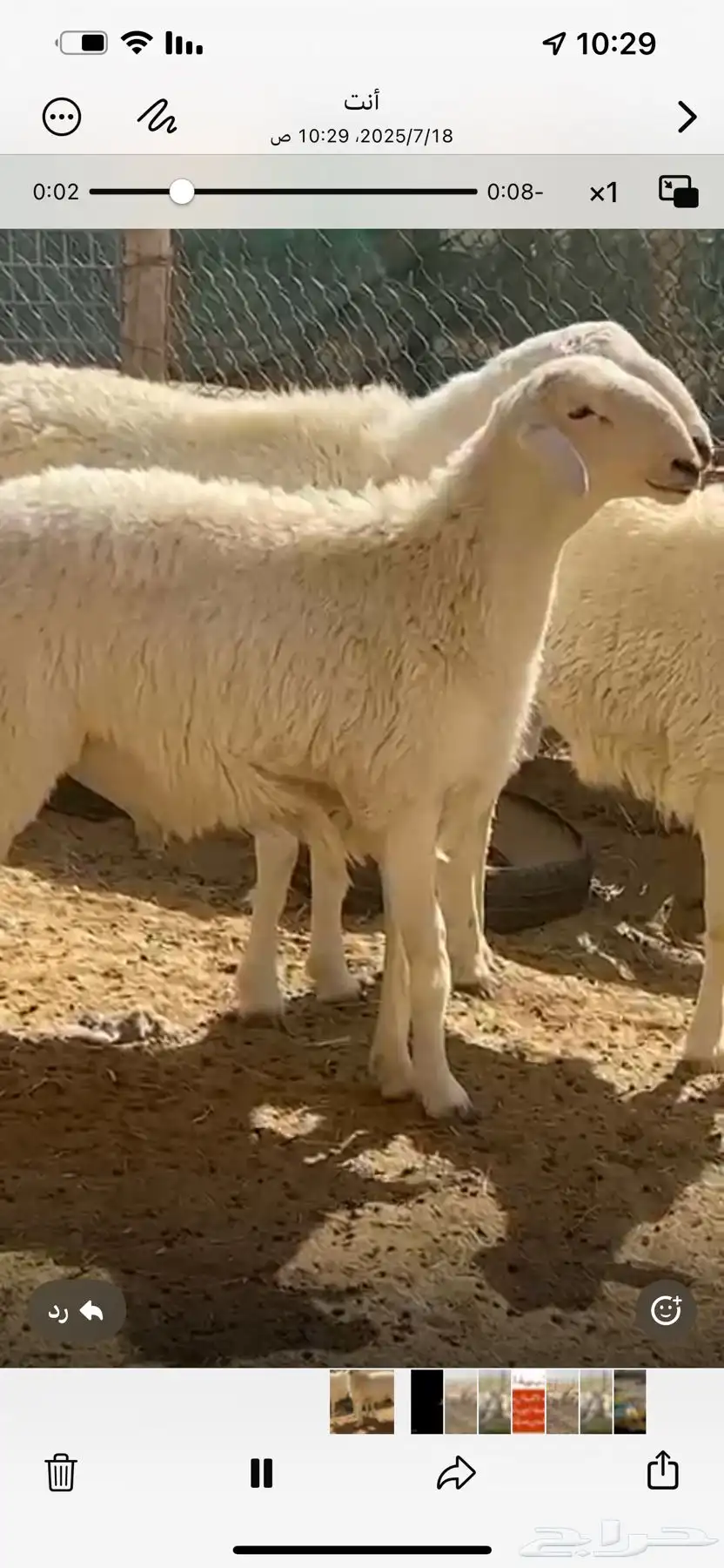فحل حري صنف فاخر 2