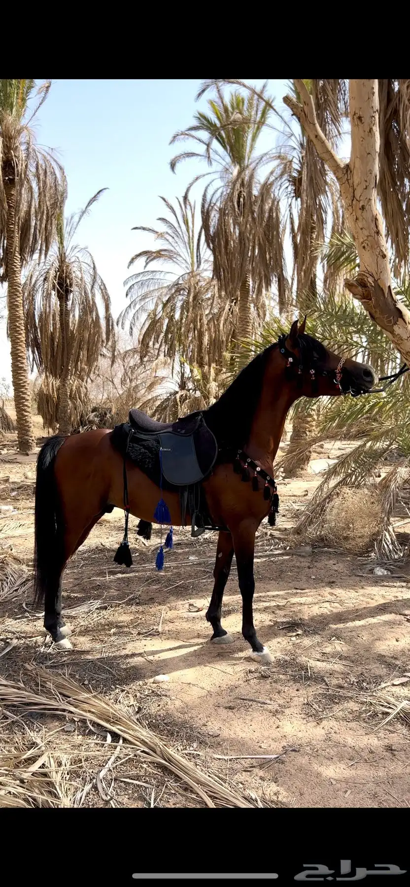 فحل مصري منتج و متاح للتشبيه لوجه الله 3