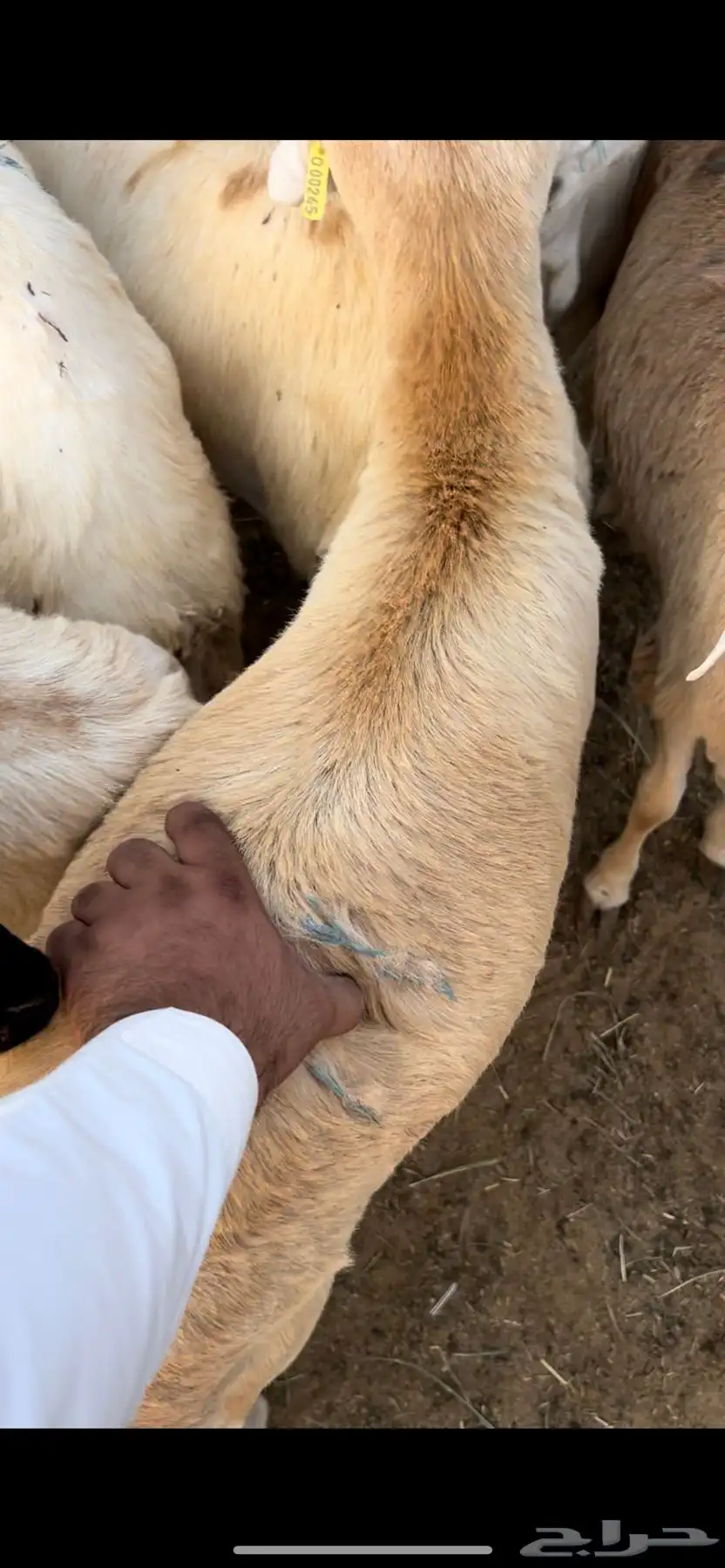 طليان رفيد مغلقه وفوق المغلق 2
