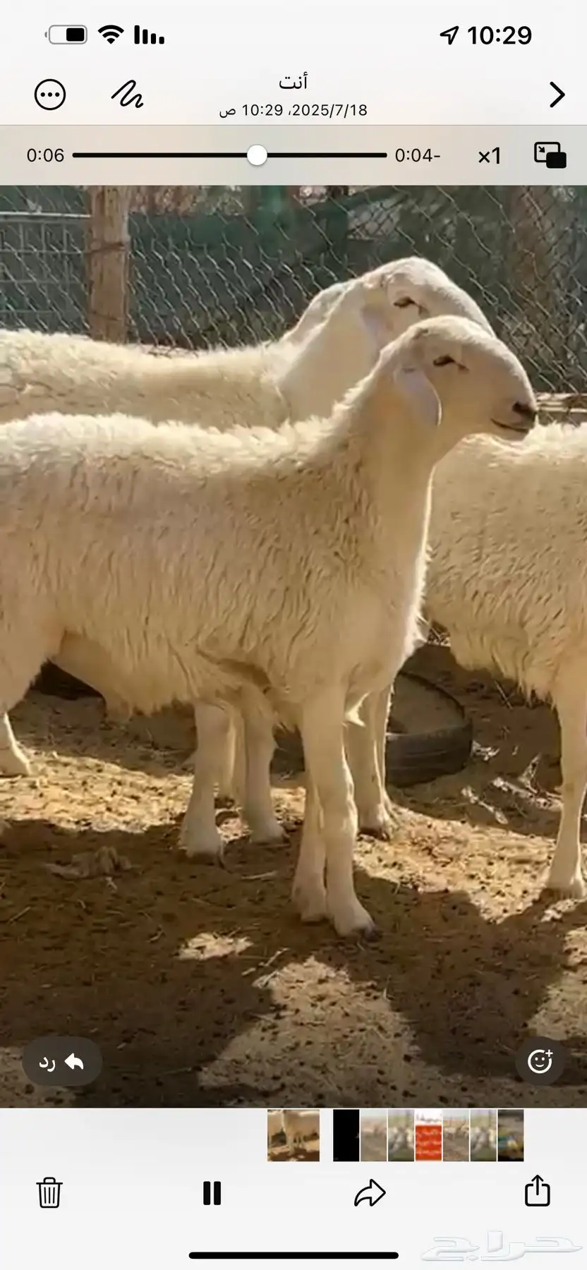 فحل حري صنف فاخر 1