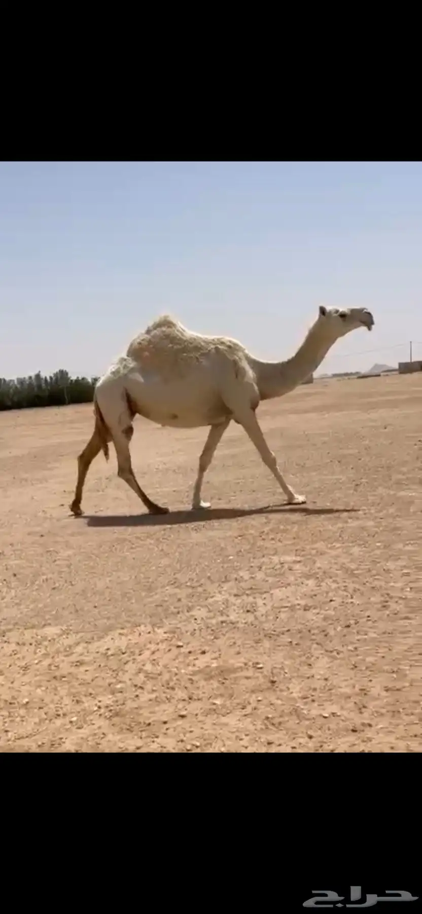 للبيع القحه 0
