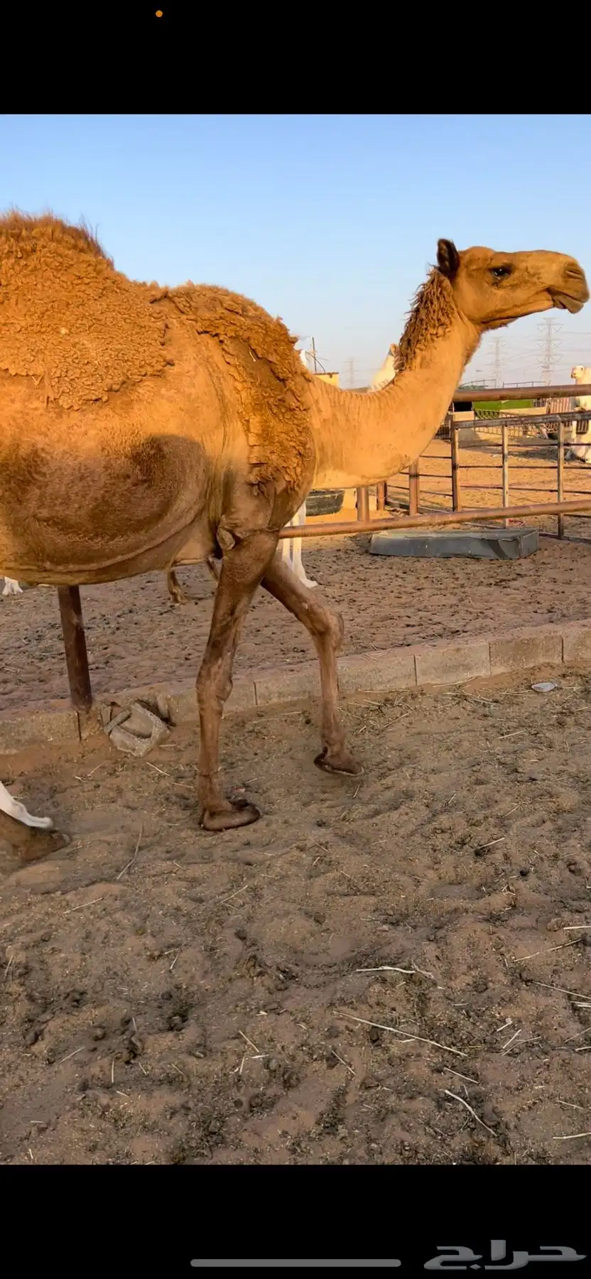 خلفه شعلا منيحه وهديه 1