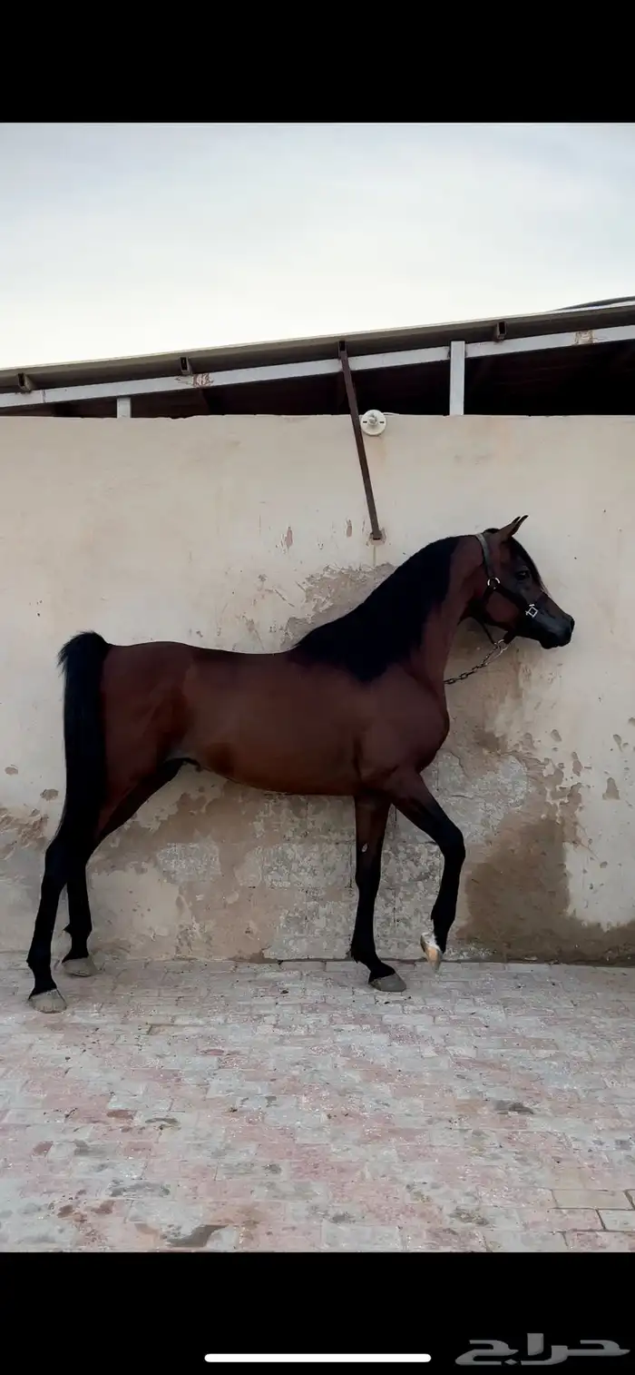 فحل مصري منتج و متاح للتشبيه لوجه الله 0