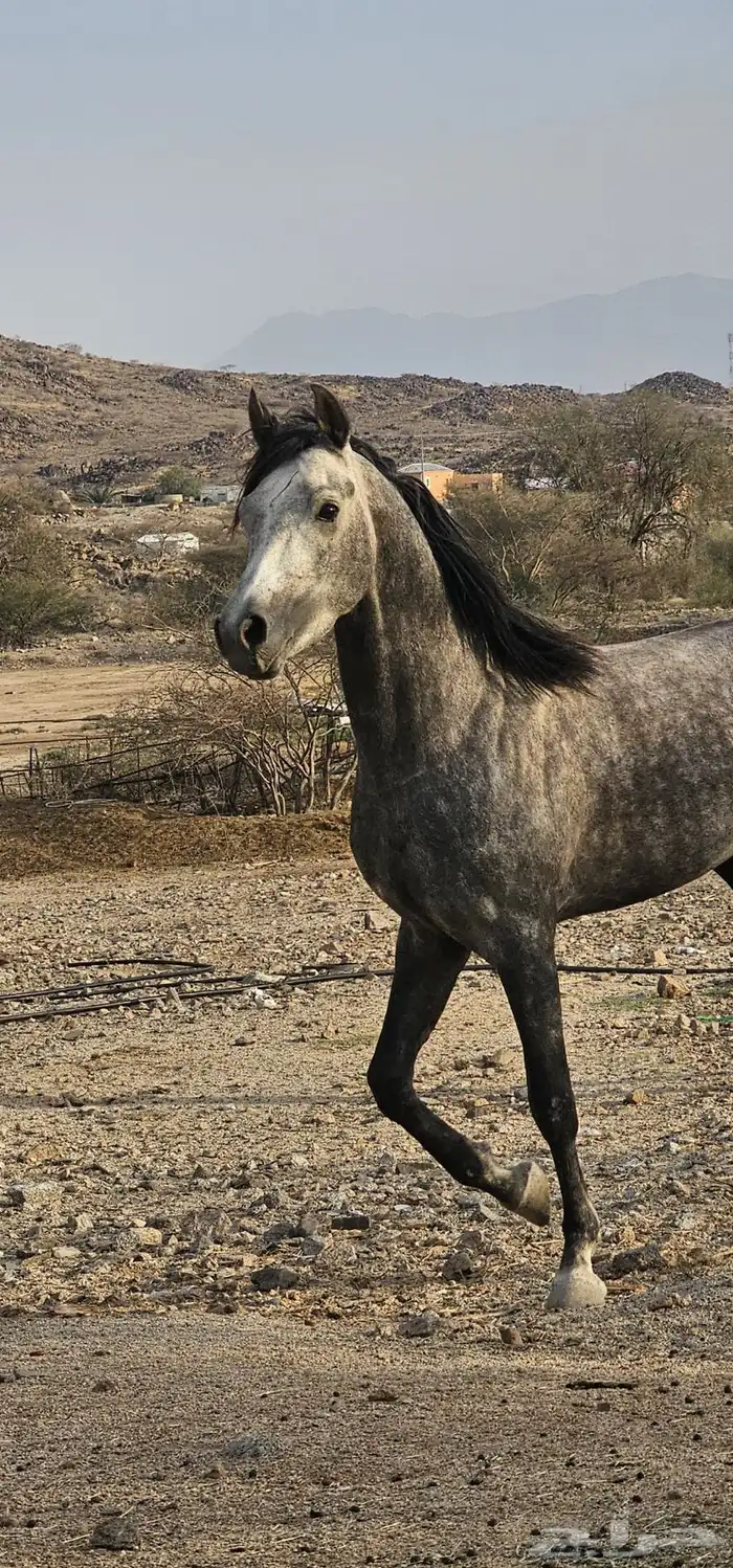 حصان شعبي 4