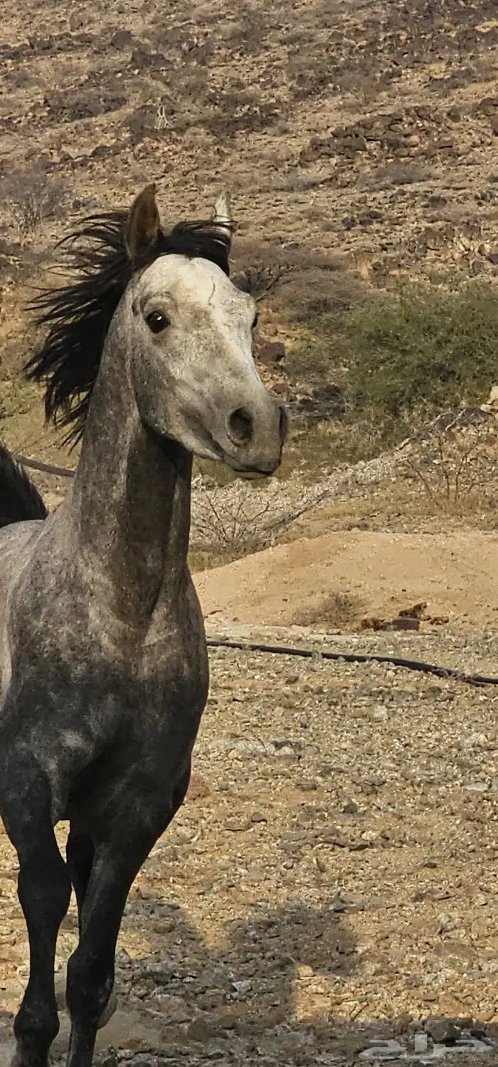 حصان شعبي 3
