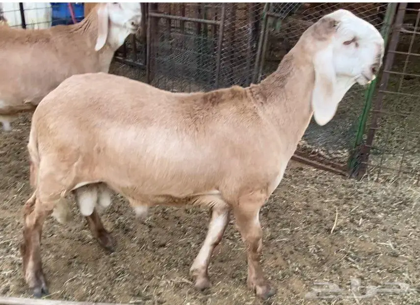 طليين سواكن مشاريع فحول معرفه من الأب والأم العمر 4 اشهر 4