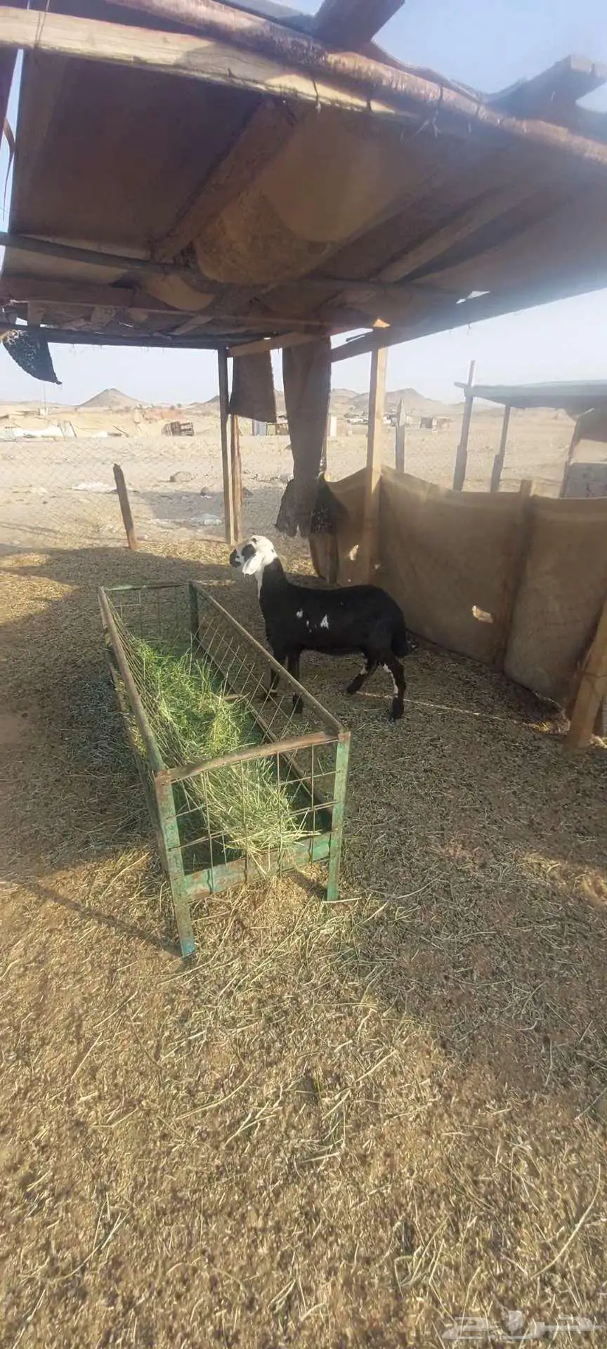 بهم تربية وطليان رفيدي. رخل سوداء سواكن 2