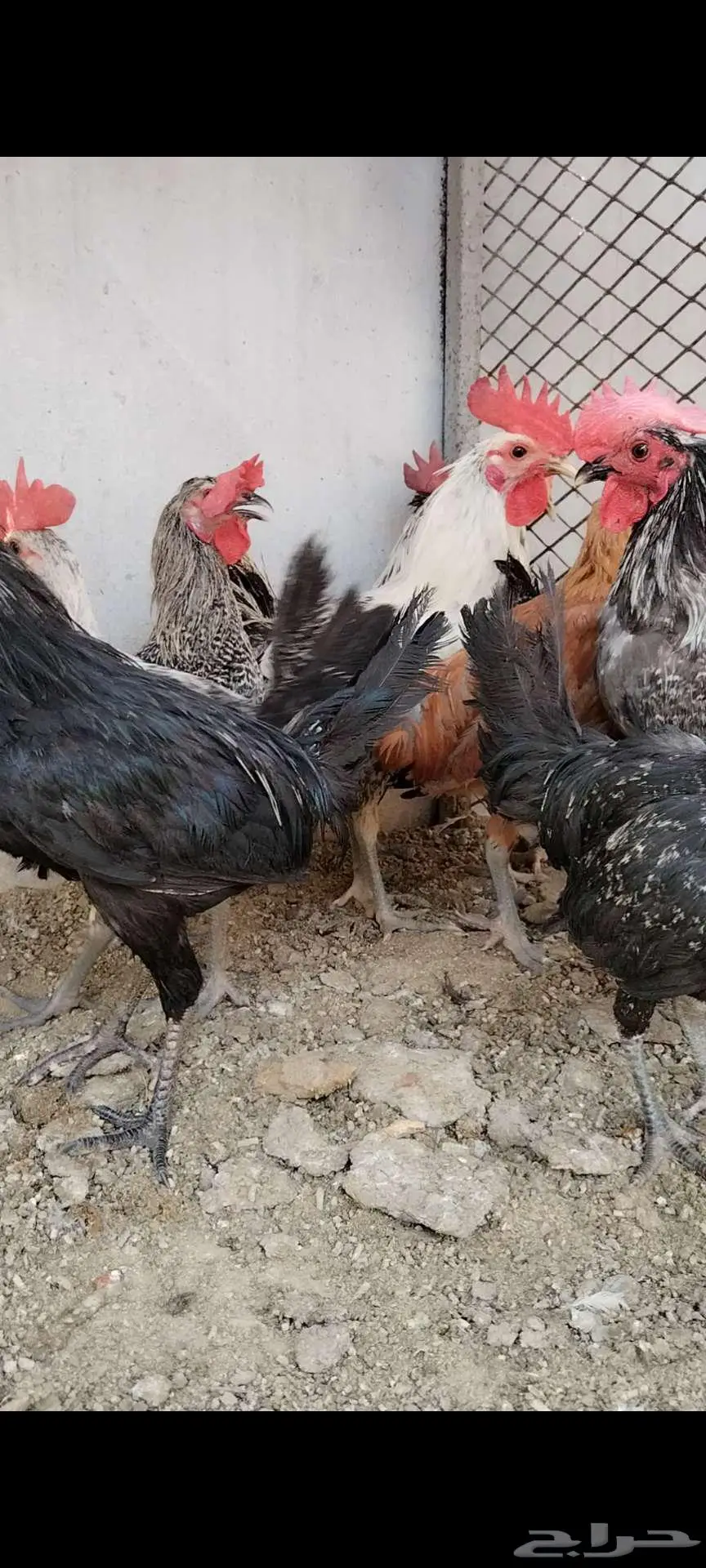 للبيع 10 ديوك بلدي 2