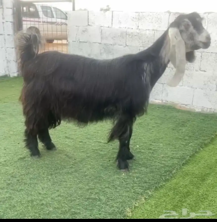 عنز عارضيه صننف معرفه 0