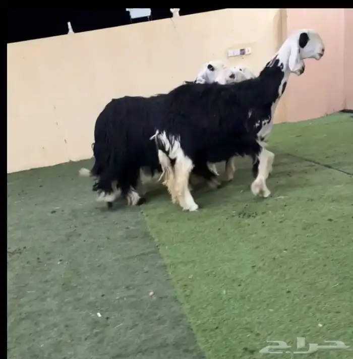 رخال جذعات دفيع 0