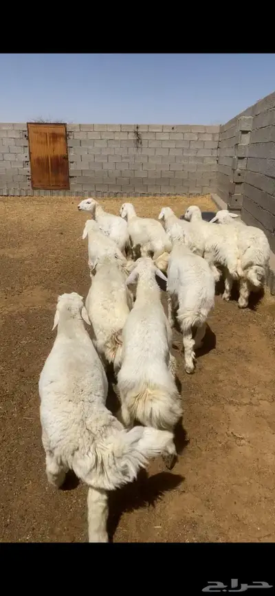 طليان 1