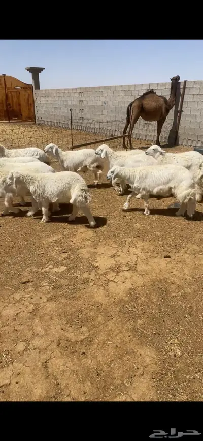 طليان 2
