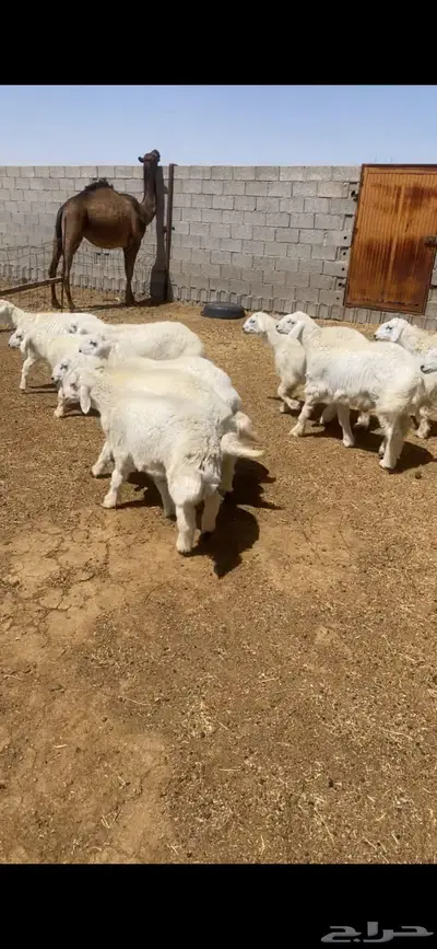 طليان 0
