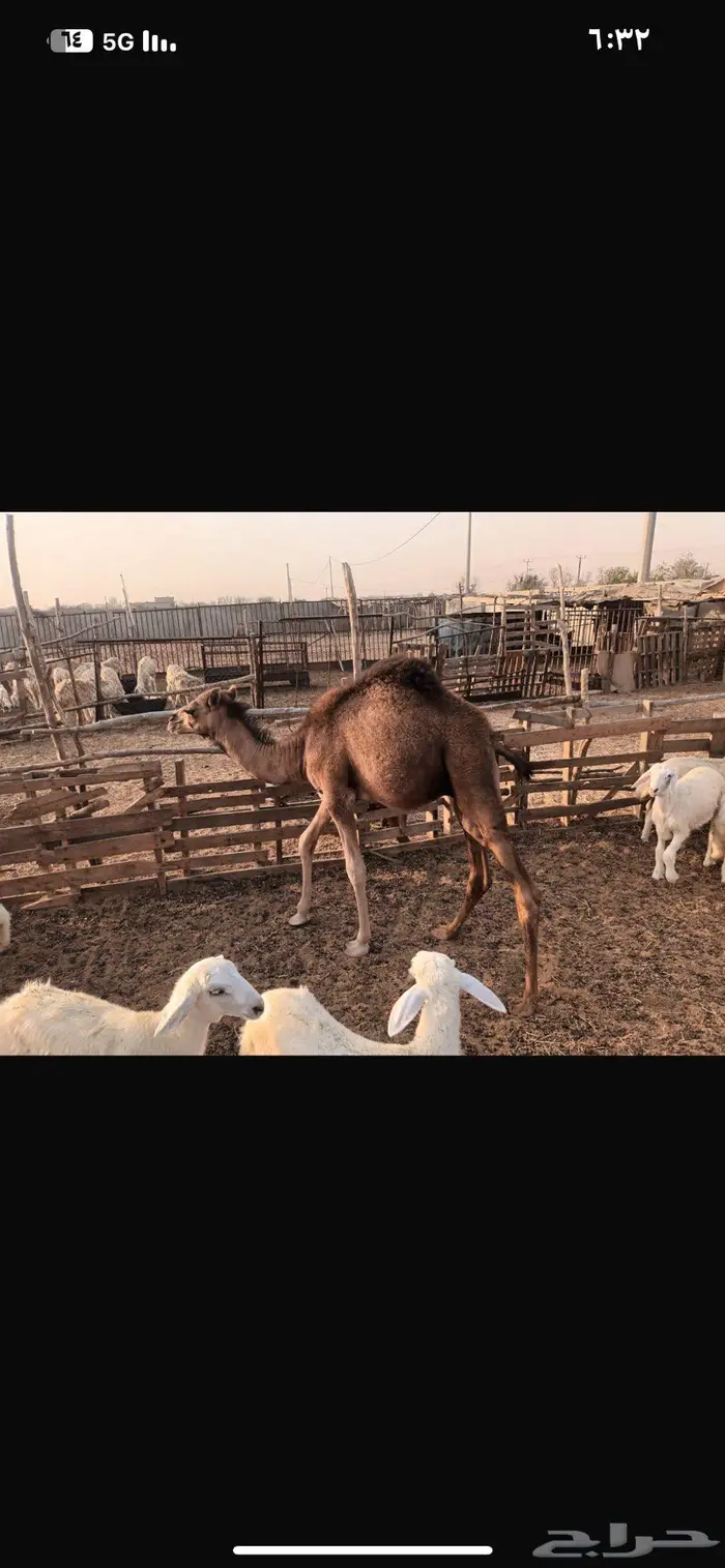 قعود عمره خمس اشهر سمين 1