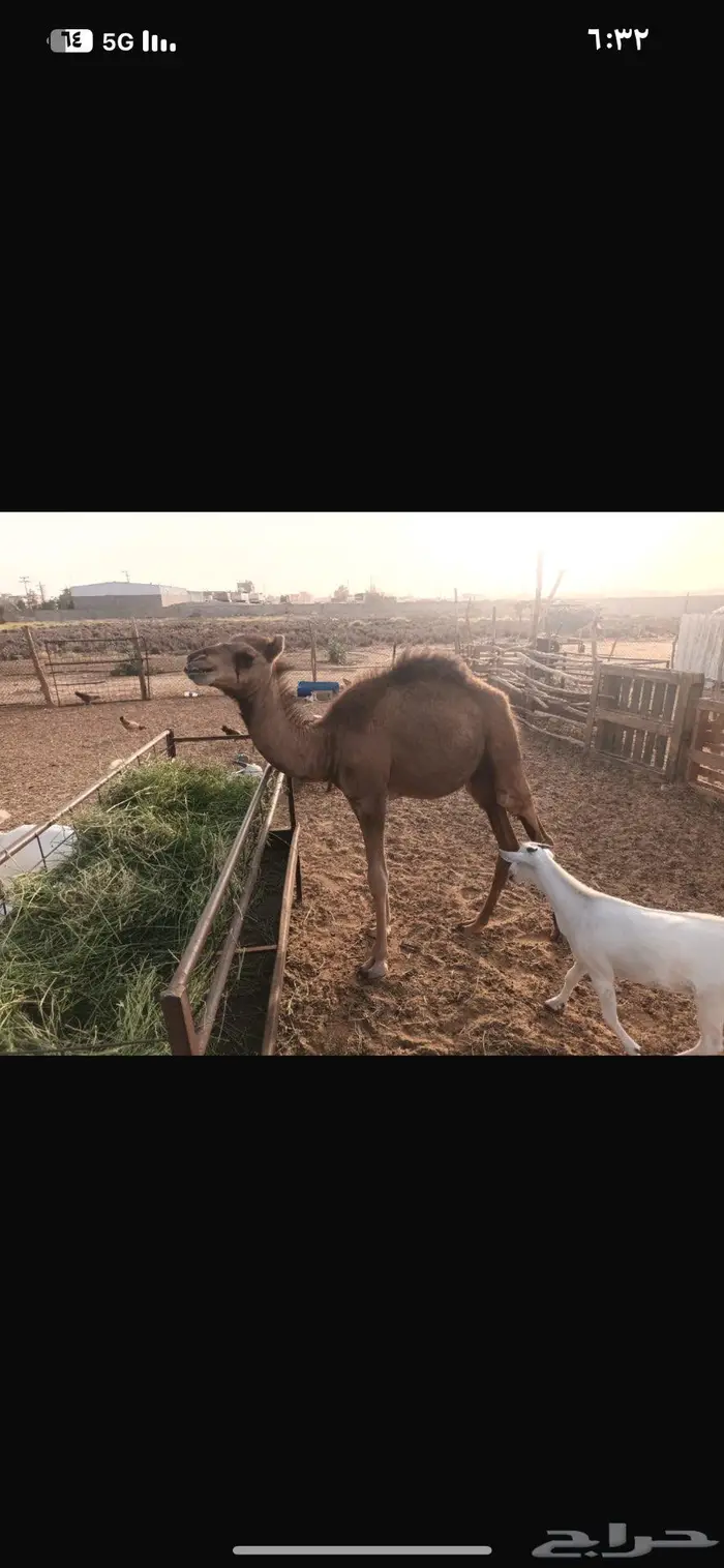 قعود عمره خمس اشهر سمين 0