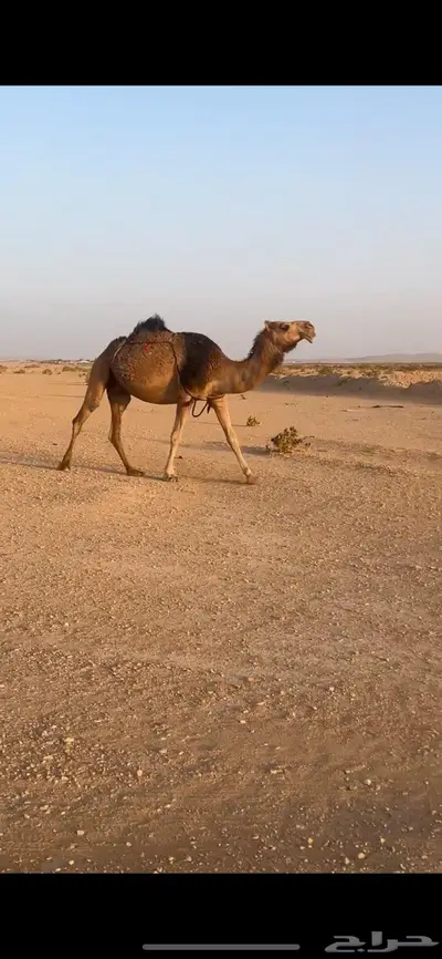 لقحة حمراء شمالية 0