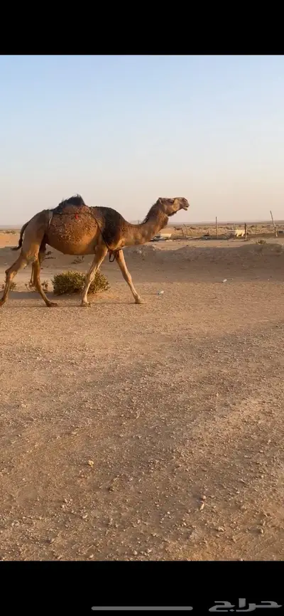 لقحة حمراء شمالية 1