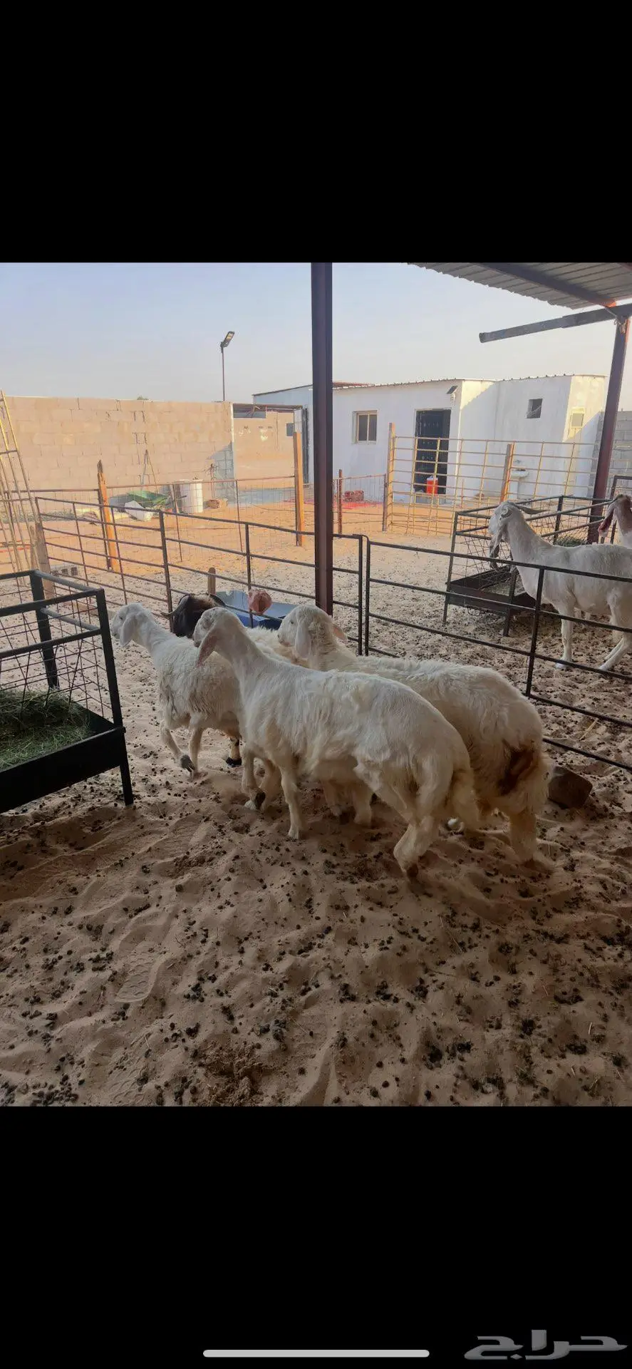 خرفان ورخال سته شهور وطالع 2