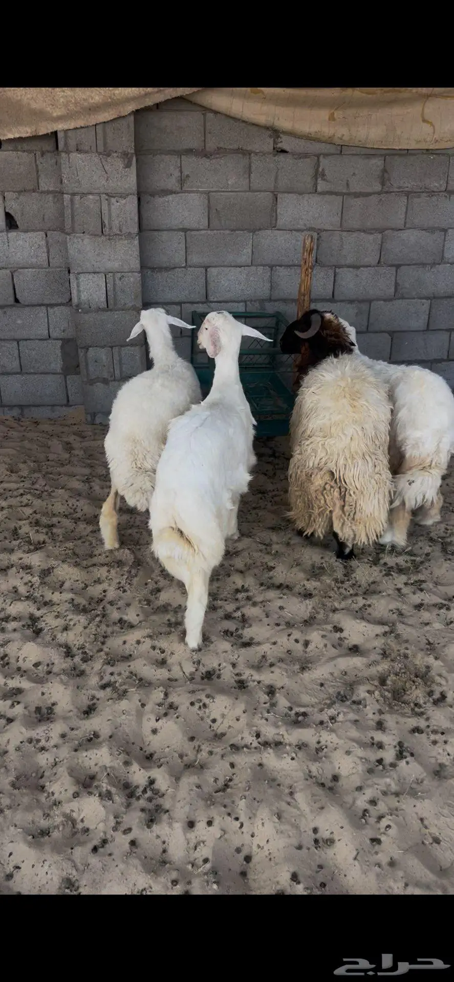 خرفان ورخال سته شهور وطالع 9