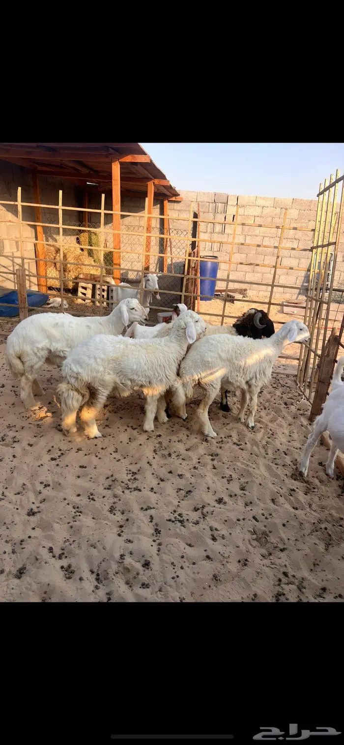خرفان ورخال سته شهور وطالع 0