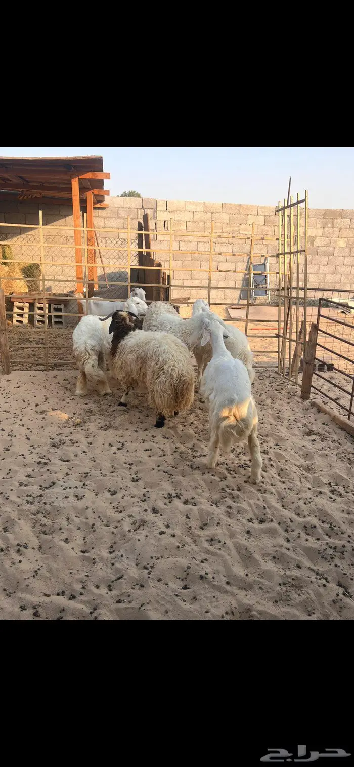 خرفان ورخال سته شهور وطالع 3