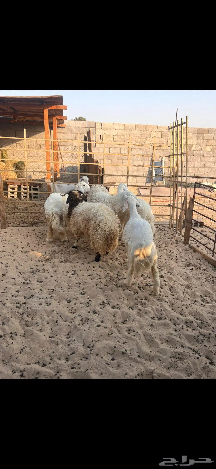 خرفان ورخال سته شهور وطالع 3