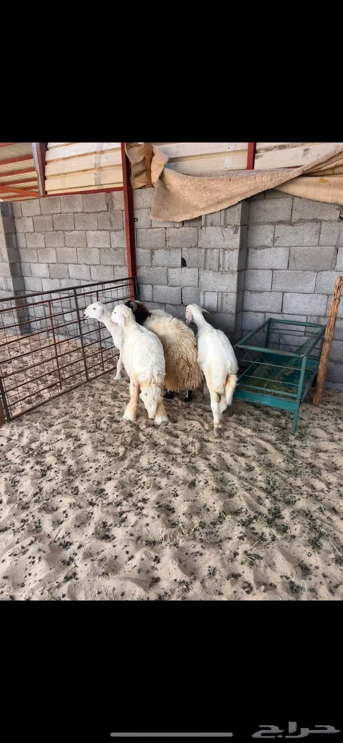 خرفان ورخال سته شهور وطالع 4