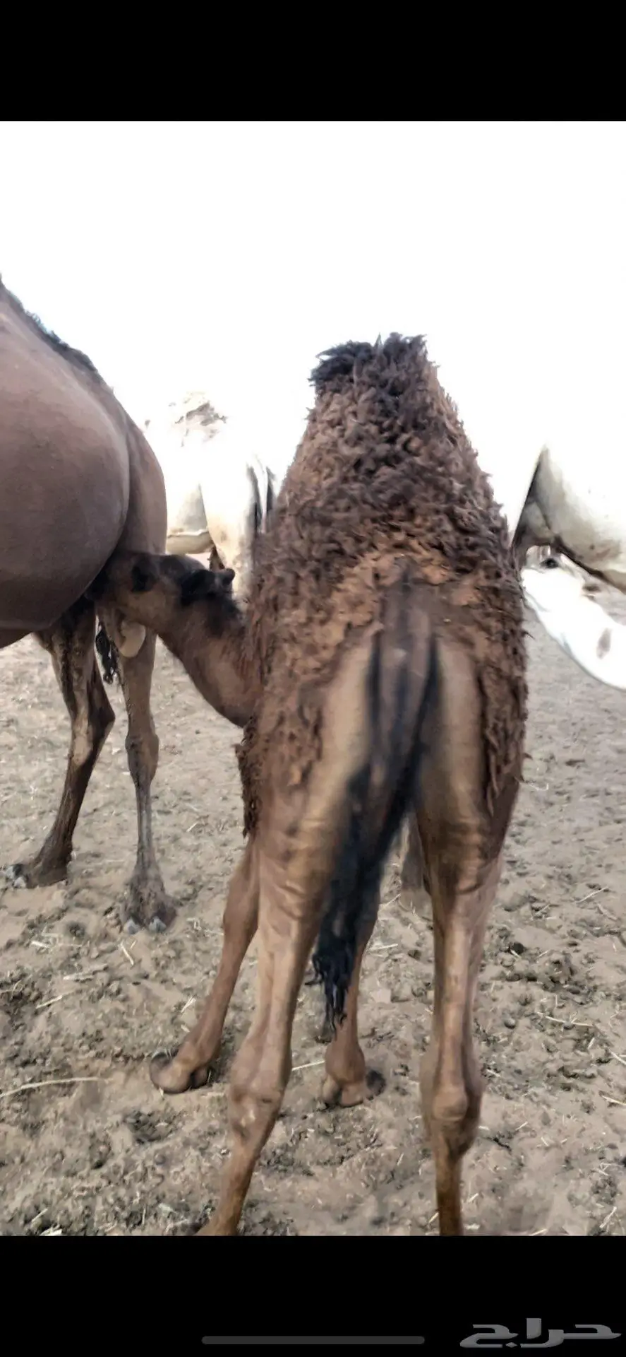 حوار لباني على حليب امه 0