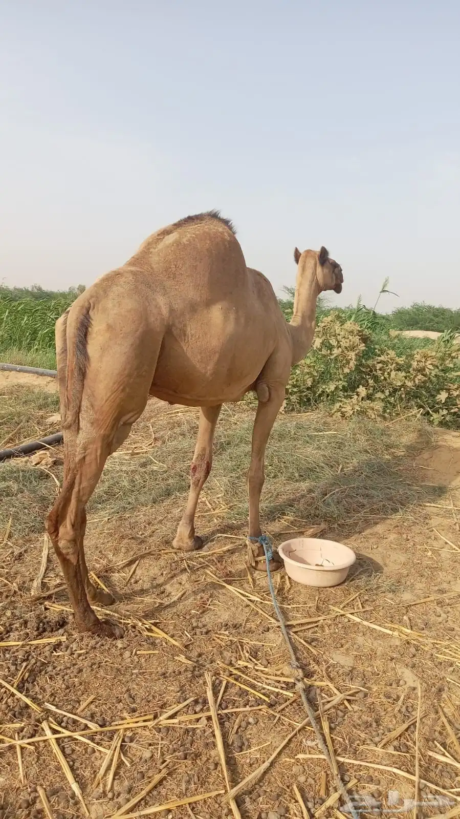 ناقه للبيع-القنفذة 0