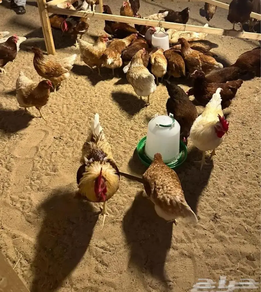 دجاج لوهمان بيور 0